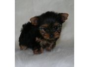YORKIE PUPIES FOR SALE