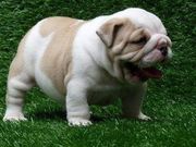 Bulldog puppy for adoption