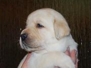 Labrador Retriever puppy for sale
