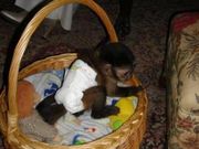 Sweet And Cute Female Baby Capuchin Monkey For Free Adoption