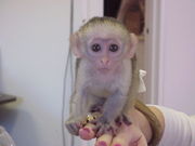 capuchin monkey ready to give out for free adoption