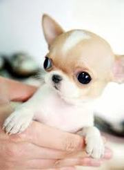 Chihuahua Puppies For New Homes. 
