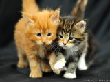 Lovely Maine Coon kittens for sale