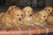 AKC Golden Retriever puppies  for a carinf home 