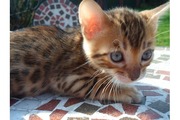 Bengal Kittens,  TICA registered. -