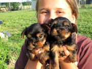 Cute And Lovely Teacup Yorkie Puppies Free For Adoption