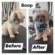 Dog Grooming Salon in Chicago - The Best Dog Care Services in Chicago