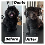 The Most Luxurious Salon For Dogs - Dog Grooming Salon Chicago