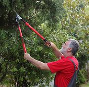 Tree Services Cape Coral - The Best Trimming Services For Your Trees