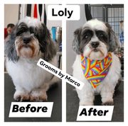 Pet Grooming Services Chicago - Give Your Dog A New Style