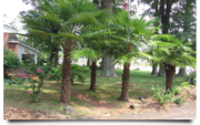Palm Trees For Sale In Cape Coral - Bring Life To Your Garden Today