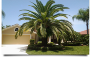 Palm Trees Cape Coral - The Best Palm Trees For Your Garden