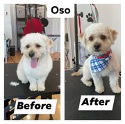 Dog Grooming Salon Chicago - The Best Grooming For Your Pets