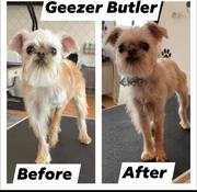 Pet Grooming Salon Chicago - The Trendiest Dog Styles in Chicago