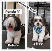 Dog Grooming Services in Chicago - Book Your Dog Grooming Service Toda