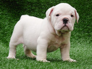 TWO AMAZING ENGLISH BULLDOG PUPPIES FOR RE HOMING